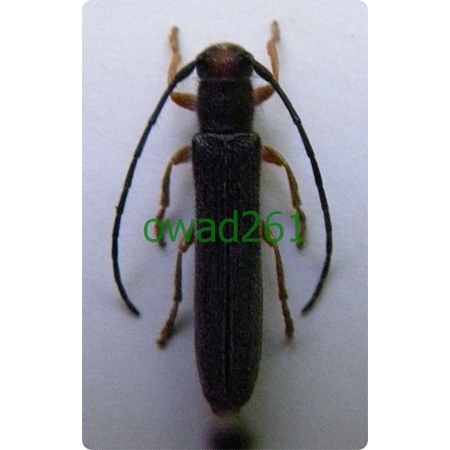Oberea erythrocephala (Schrank, 1776) Dłużynka wilczomleczowa